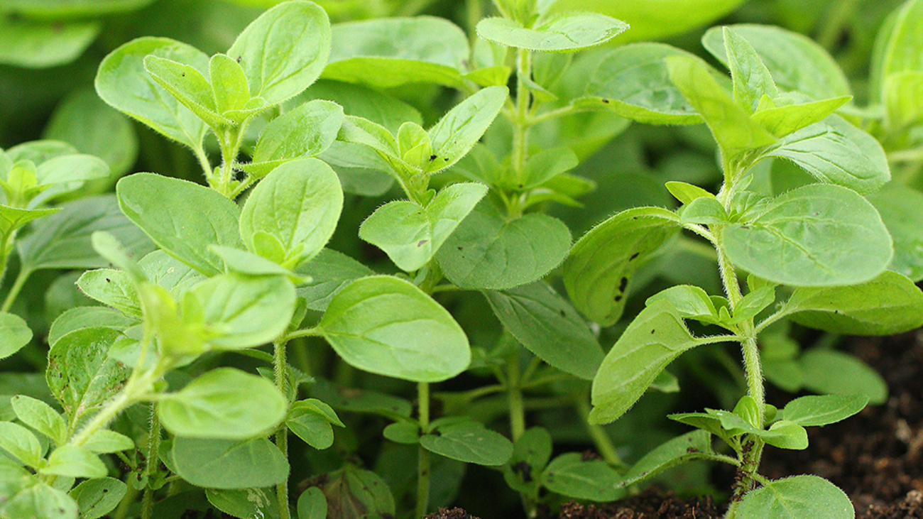 oregano-growing